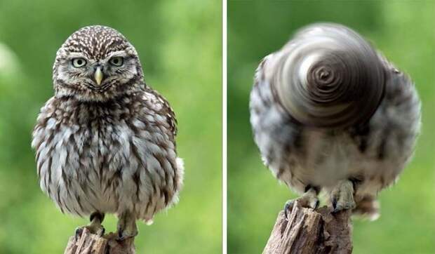 Фотографу удалось запечатлеть вращающуюся голову совы, которая отдалённо напоминает колесо голова, животные, колесо, природа, птица, сова