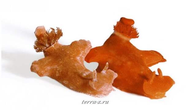 261-990x579_a Ceratosoma gracillimum, 12 см