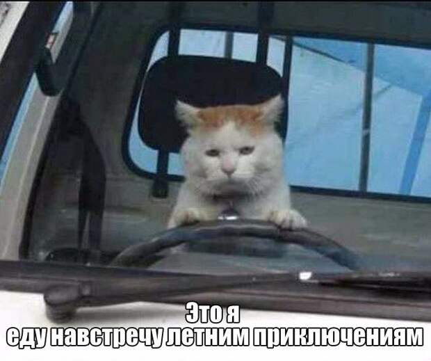 Прикольные картинки