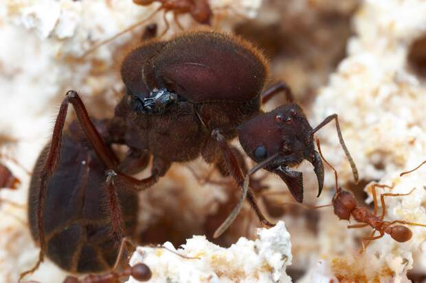 Королева выглядит крайне жуткой по сравнению с обычными муравьями-рабочими.