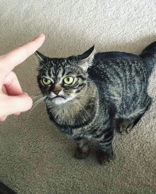 Злая Grumpy Kitzia покоряет инстаграм