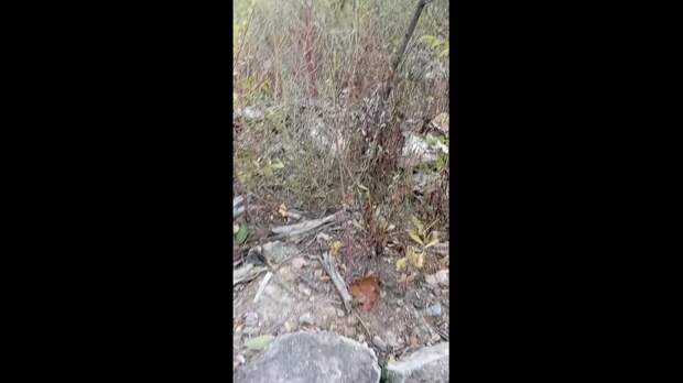 Video: Клип @donetskdnr_vk