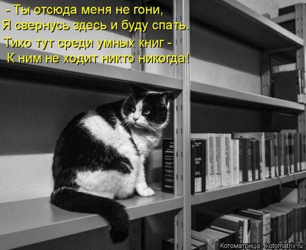 Лучшие котоматрицы недели (50 фото)