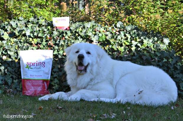 Great Pyrenees - Spring Naturals