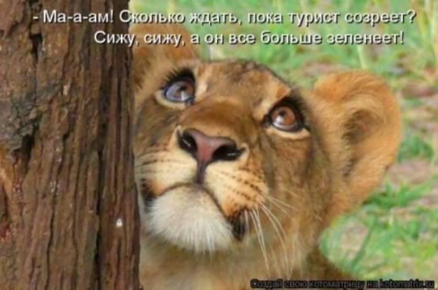 Котоматрица для ночных посетителей Поржать.ру