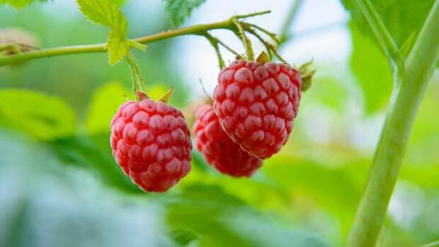 Спасите ваш урожай малины: что нужно сделать, не дожидаясь лета