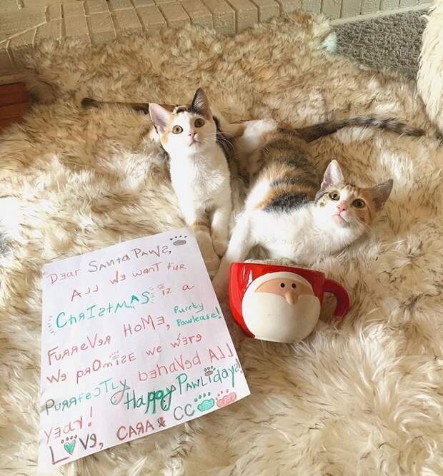 Кошечки и письмо