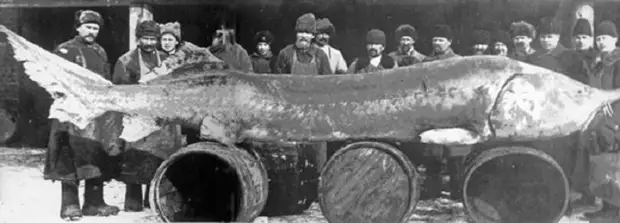 Любопытные факты о Каспийском море Любопытные факты о Каспийском море Каспийское, Каспийского, Каспийском, больше, видов, считать, время, много, нерпы, всётаки, среди, можно, более, легко, озеро, России, расположено, морем, будет, назад