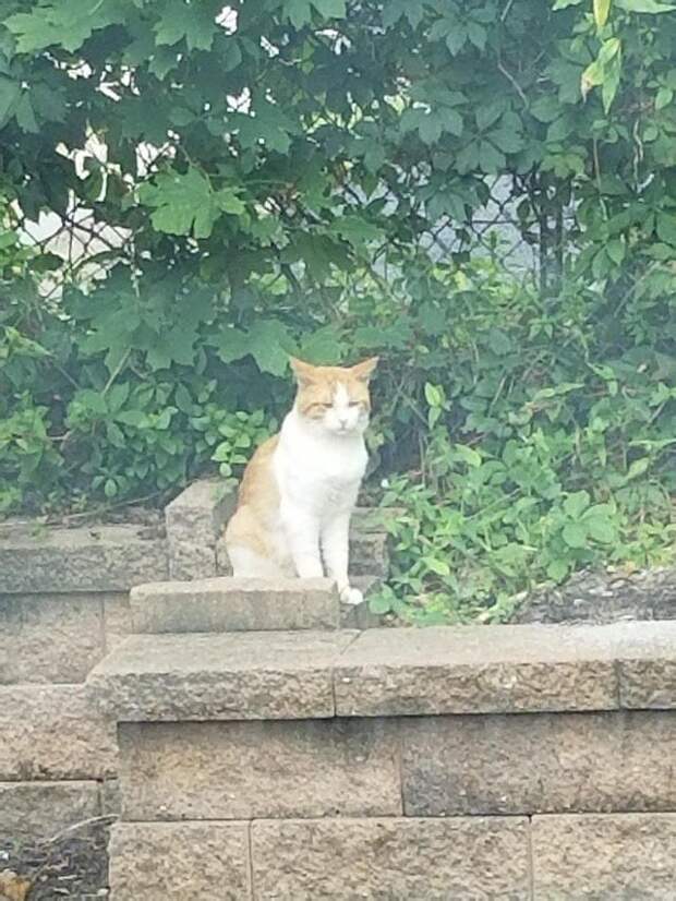 Снимки котов, которые впали в экзистенциальный кризис