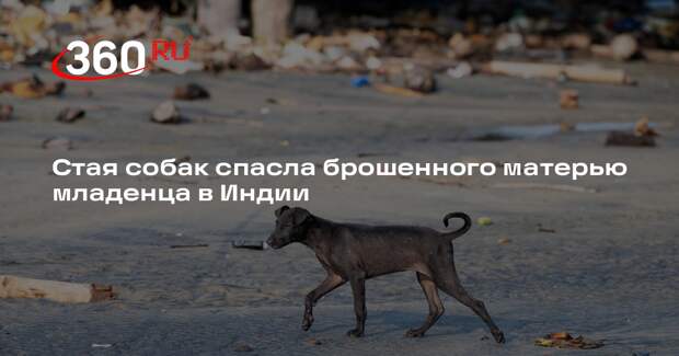 Стая собак спасла брошенного матерью младенца в Индии