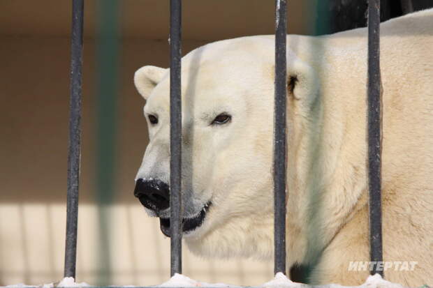 Ак аюлар кешеләр янына ешрак килә башлаган
