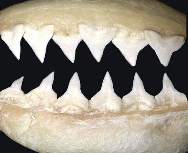 Акула-бык имеет крупные заостренные зубы. Фото: D Ross Robertson, https://commons.wikimedia.org/w/index.php?curid=53138138