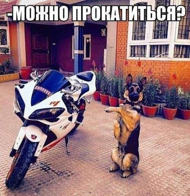 Свежая подборка автоприколов