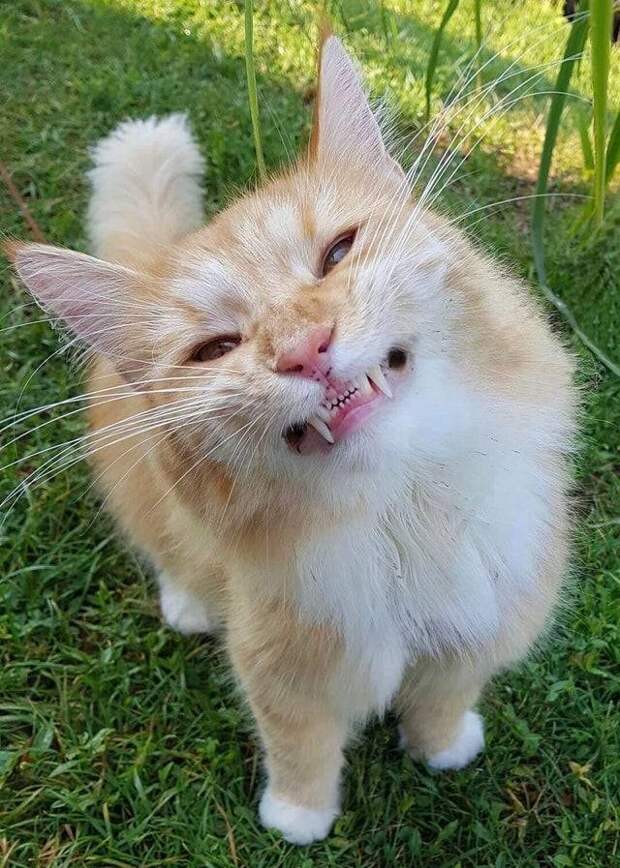14 кошек, у которых в арсенале к лапкам имеются острые зубки