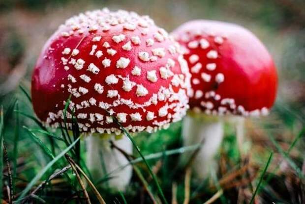 21. Мухомор красный / Amanita muscaria грибы, факты, это интересно