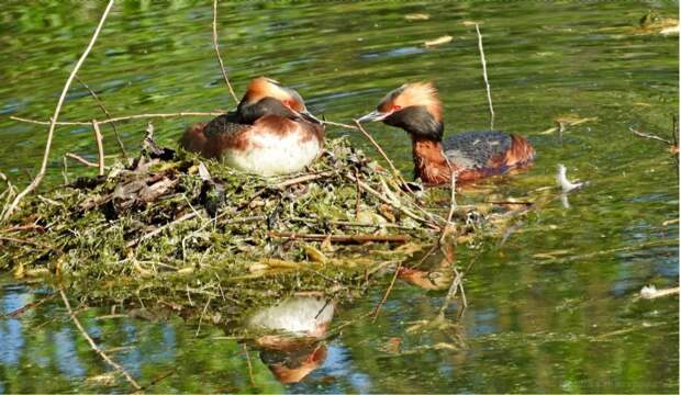 Красношейные поганки Podiceps auritus во время насиживания. Большой пруд Екатерининского парка г.Пушкина. 25 мая 2018. Фото И.В.Столяровой