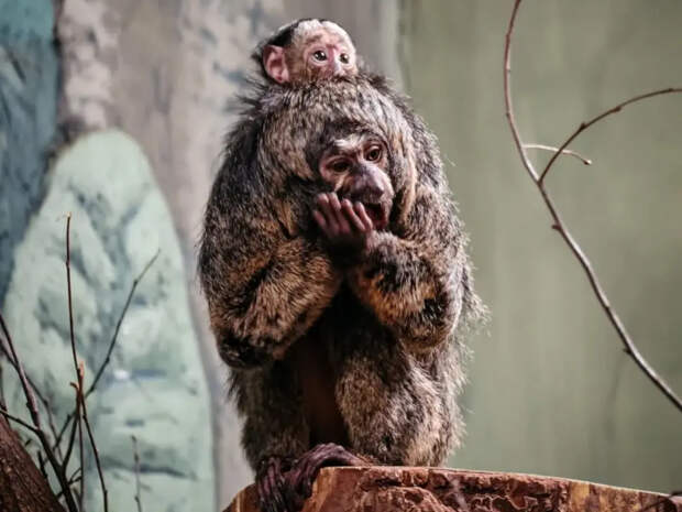 Детеныш редкого примата родился в Новосибирском зоопарке