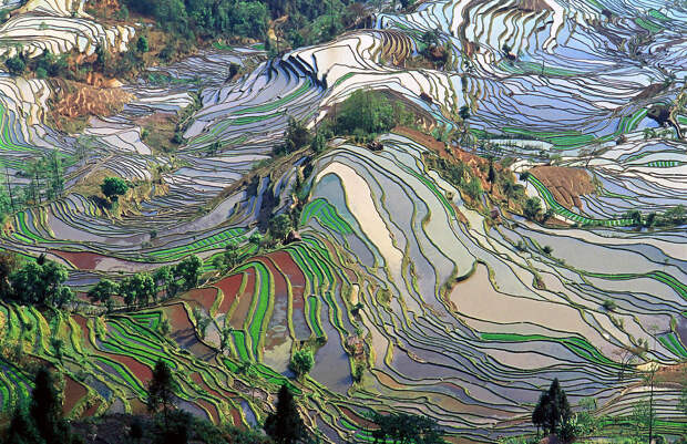 Рисовые террасы в Юннани...