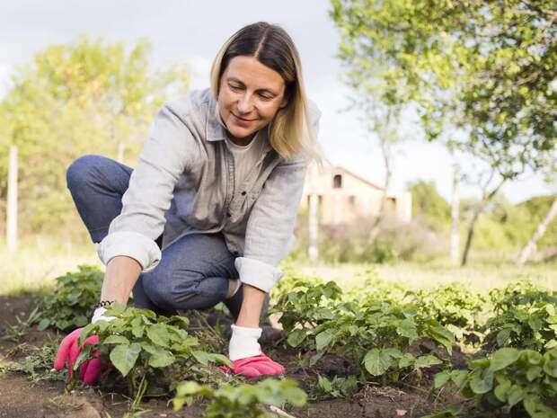 Эксперт предостерег дачников от ранней посадки рассады весной 2026