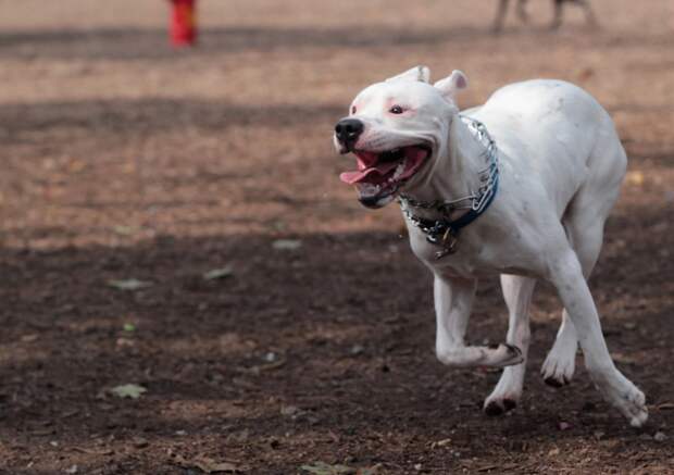 Leash-Free Dog