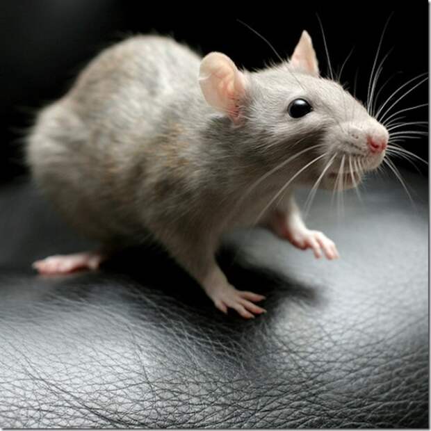 Ужасные факты про обычных крыс