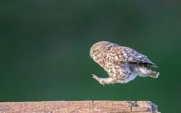 Фотограф сумел подловить сову на необычном развлечении Ланкашир, животные, забавно, птицы, редкие снимки, смешная сова, сова, фотограф-анималист