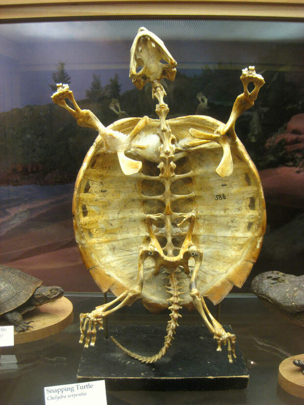 12 невероятных фактов, которые скрывают черепахи под своим панцирем животные, факты, черепаха