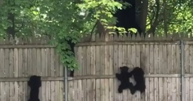 Забавные медведи и медвежата