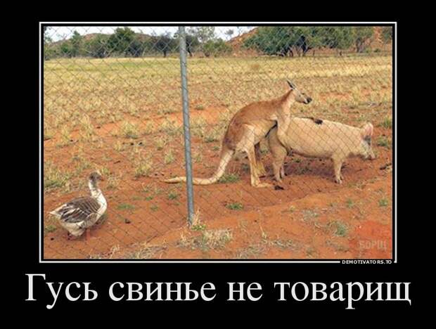 гусь свинье не товарищ демотиватор, прикол, юмор
