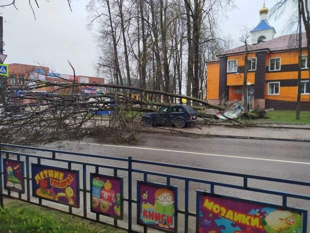 На Смоленщине из-за непогоды начался деревопад