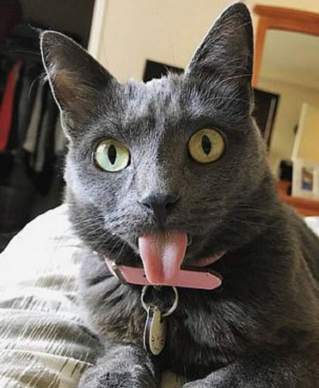 Удивленная кошка