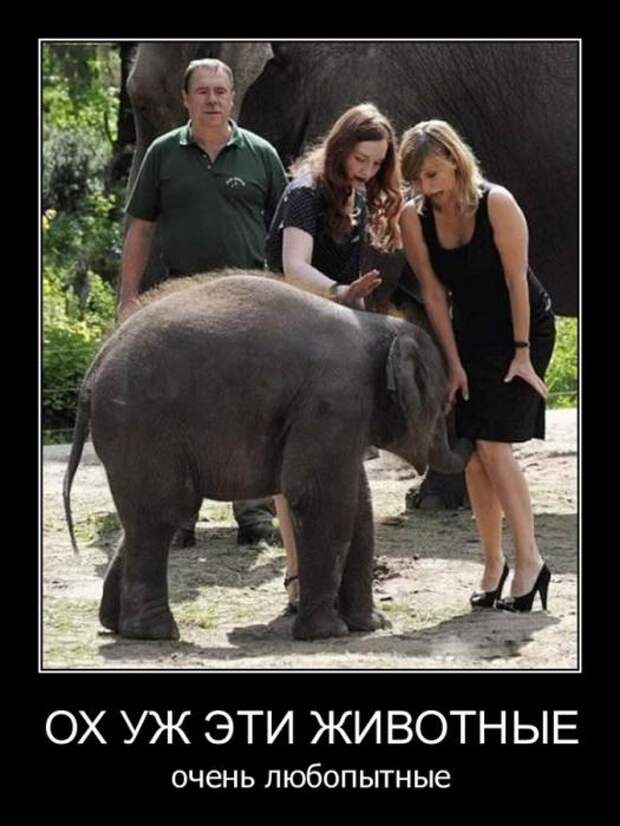 Убойные, прикольные демотиваторы