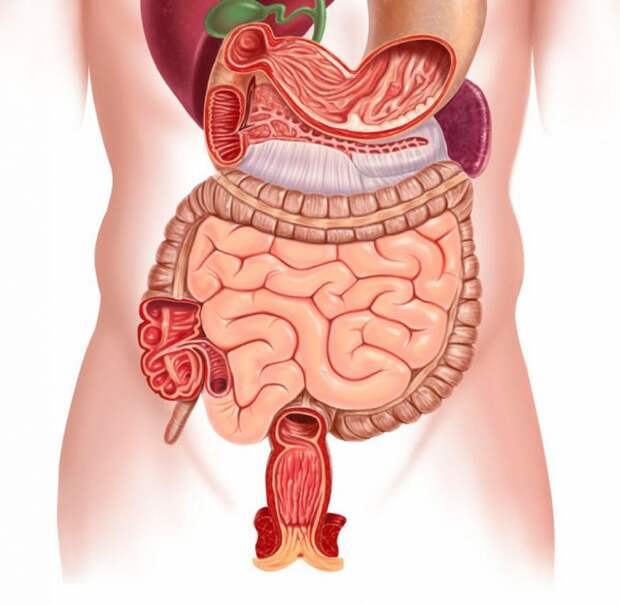 Рацион, который поможет исцелить кишечник