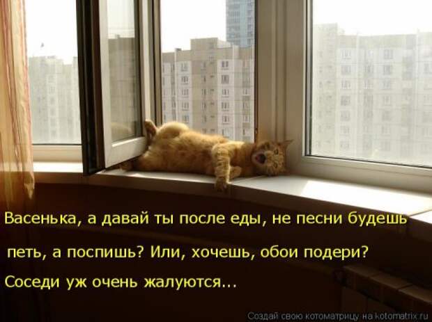Свежая котоматрица для настроения (35 фото)