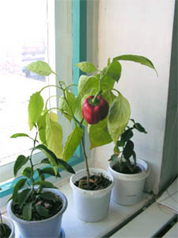Как растет болгарский перец в домашних условиях фото пошагово