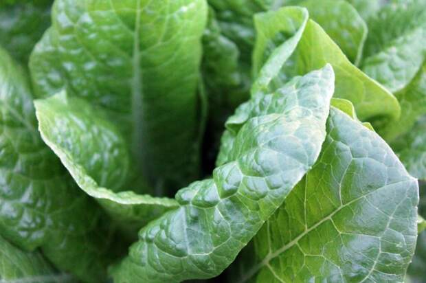 green-vegetables-1149790_1280-1024x682 Как вырастить шпинат своими руками?