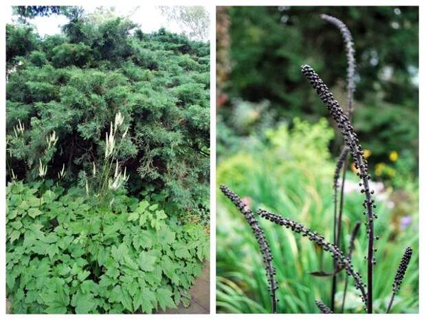 Слева - Cimicifuga racemosa var.cordifolia, справа - Cimicifuga simplex &amp;amp;#39;Brunette&amp;amp;#39; в бутонах