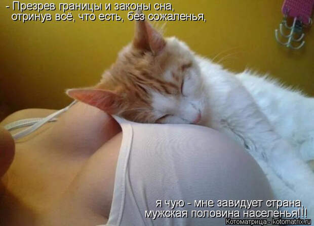 kotomatritsa_i (700x506, 287Kb)