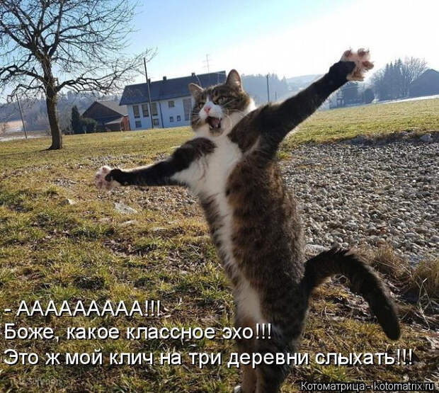 kotomatritsa_Sy (669x599, 370Kb)