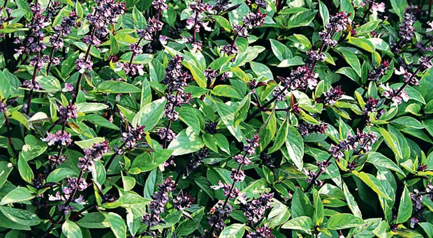 Выбираем сорта базилика на любой вкус: с ароматом лимона, карамели и другие