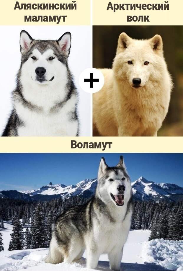 волкособы, волкособы фото, кто такие волкособы, гибрид собаки и волка, милые фото волкособов