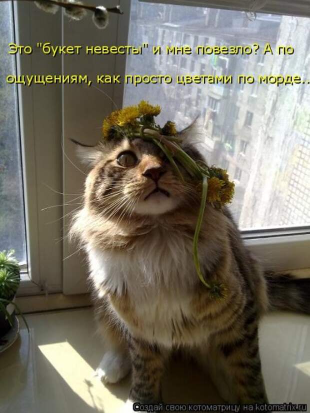 Свежая котоматрица для настроения (35 фото)