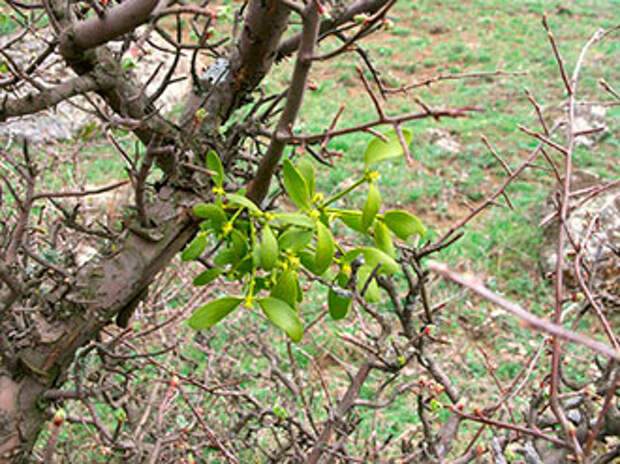 omela-on-the-tree
