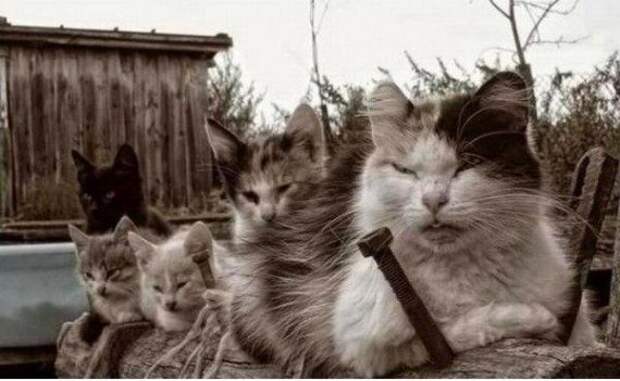 Забавные фотоприколы