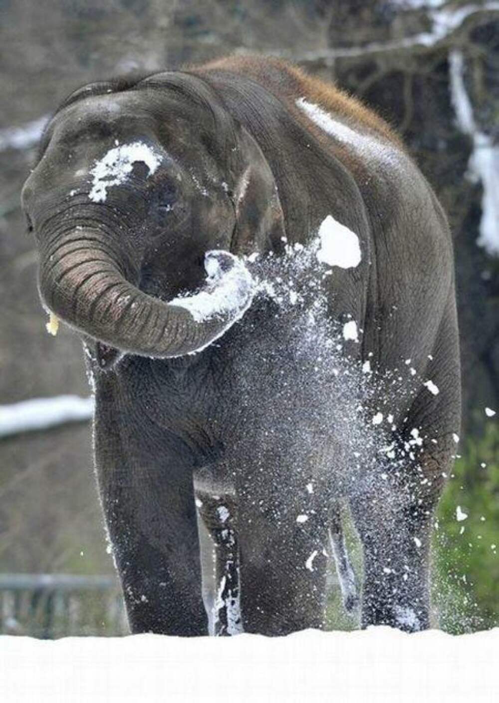 Play elephant. Слон зимой. Слонёнок зимой. Слон в снегу. Слоны зимой.