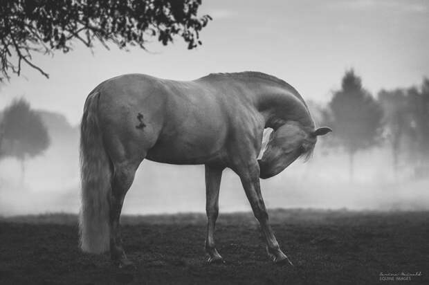 Лошади, которые дали девушке-фотографу силы жить искусство, лошади, фотография