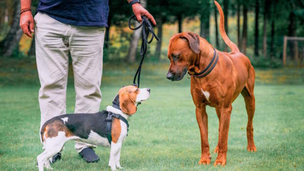 В Госдуме одобрили увеличение штрафов за несоблюдение правил выгула собак