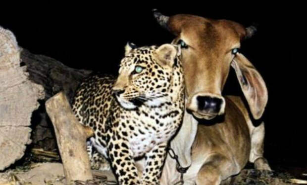 Люди поставили на ферме камеру и увидели, что к корове каждую ночь приходит леопард: видео