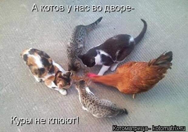 Котоматрица свежак (36 шт)