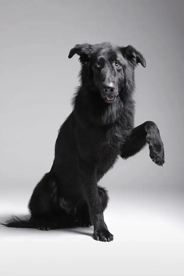 Майоркская овчарка длинношерстная. Длинношерстная дворняга. Собака порода Черныш Черныш. Чёрный пёс.